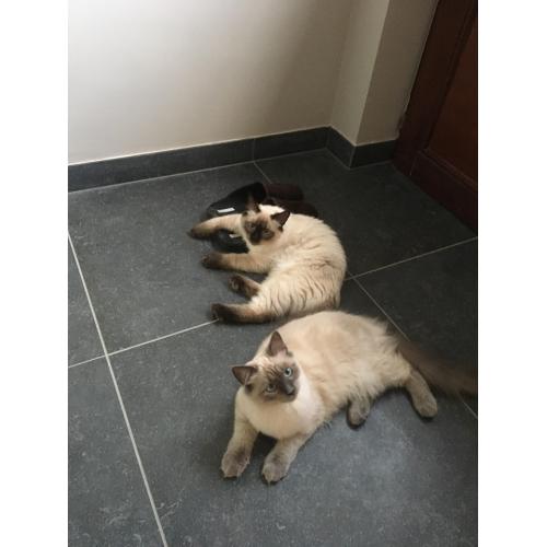 2 Ragdolls 6 maand oud