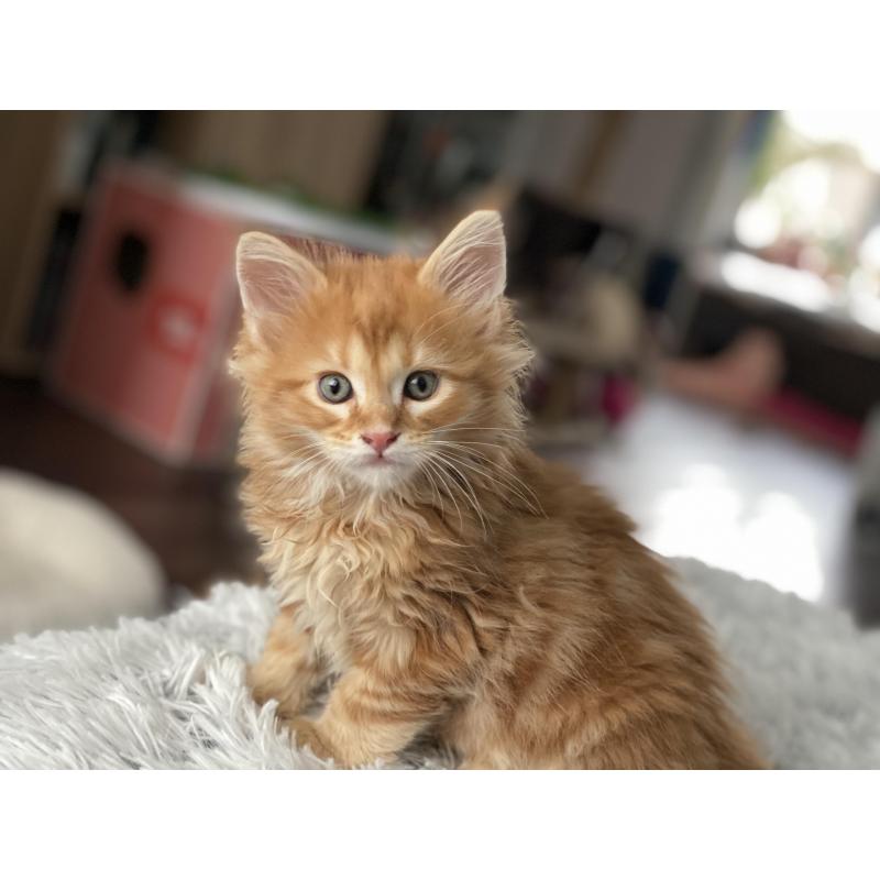 Maine Coon kitten