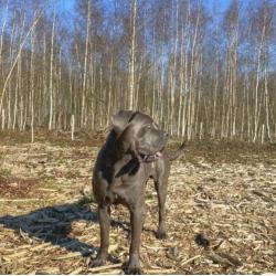 Cane Corso Pups