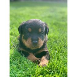 Mooie lieve Rottweiler pups