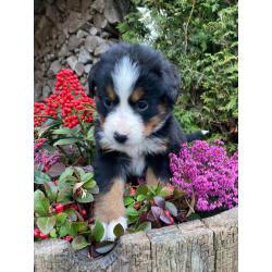 Berner Sennen Pups