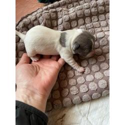 Jack Russel pups