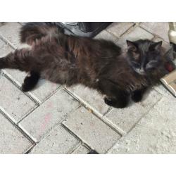 Mooie lieve chocolate ragdolls te koop