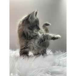 Maine Coon kitten