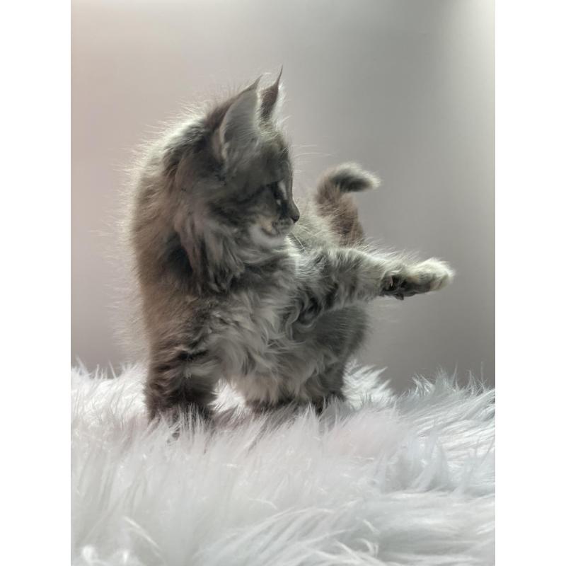 Maine Coon kitten