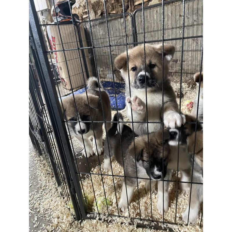 Akita pups