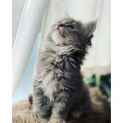 Maine Coon kitten