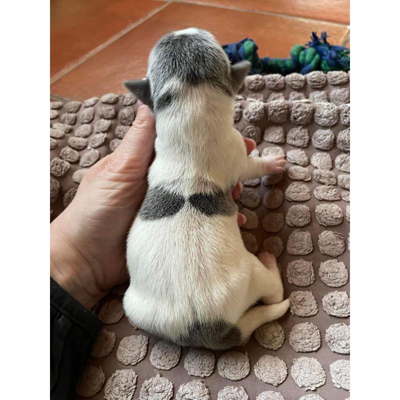 Jack Russel pups