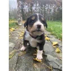 Berner sennen x schotse collie pups