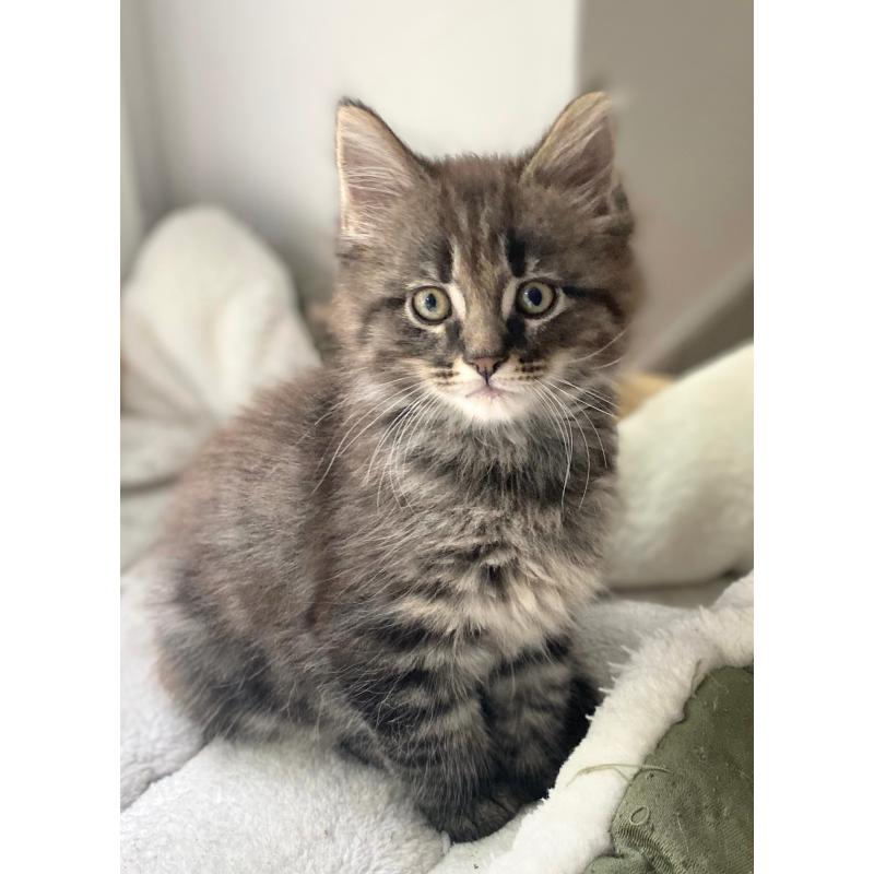 Maine coon kitten 650€