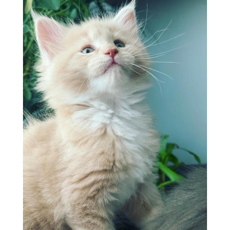 Maine Coon kitten