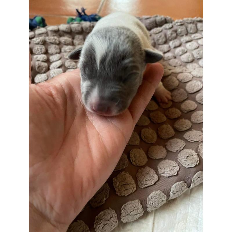 Jack Russel pups