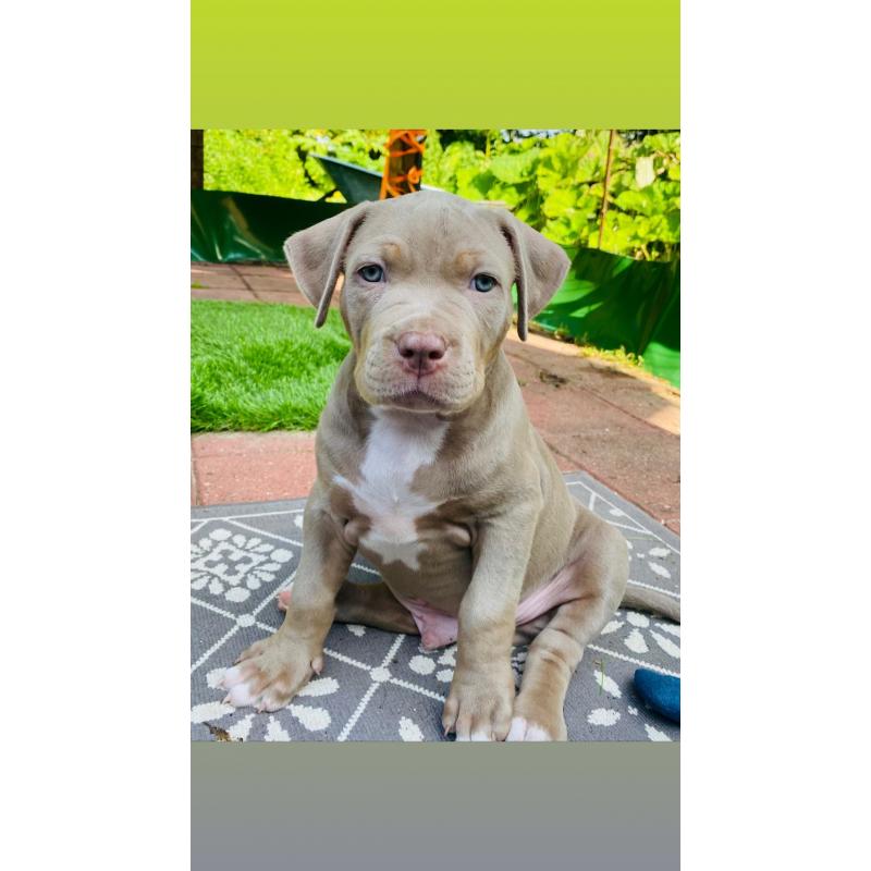 American bullie pups xl hulk bloedlijn