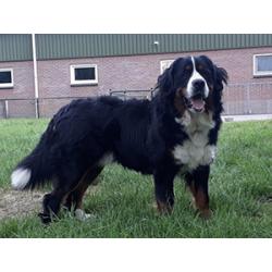 Berner Sennen Pups