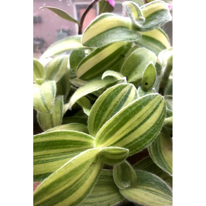 RARE Tradescantia Sillamontana Variegata, stekjes, kamerplant