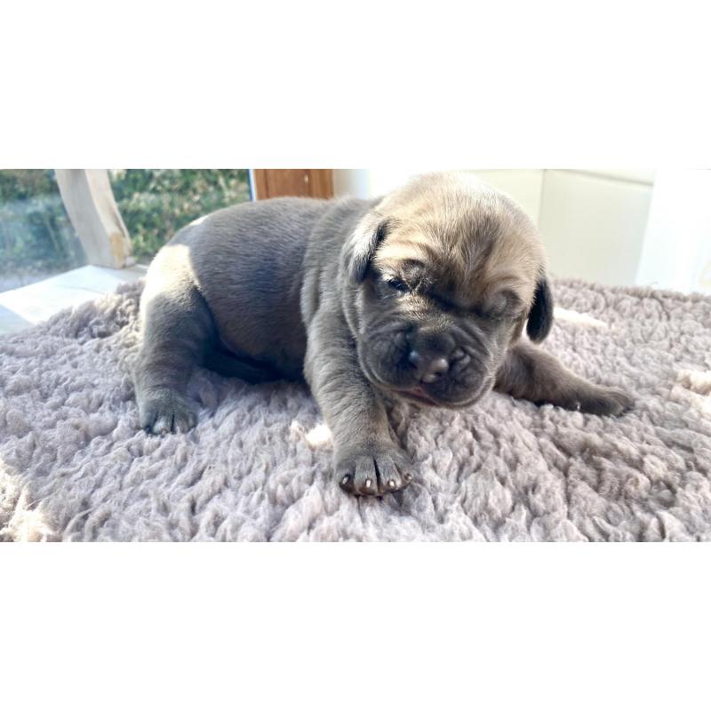 Cane Corso Pups