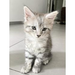 Maine coon kitten 650€