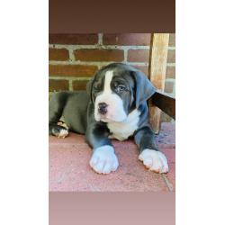 American bullie pups xl hulk bloedlijn