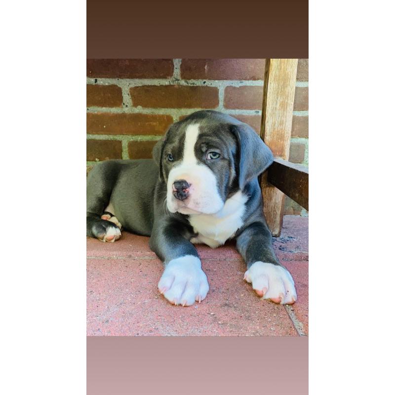 American bullie pups xl hulk bloedlijn