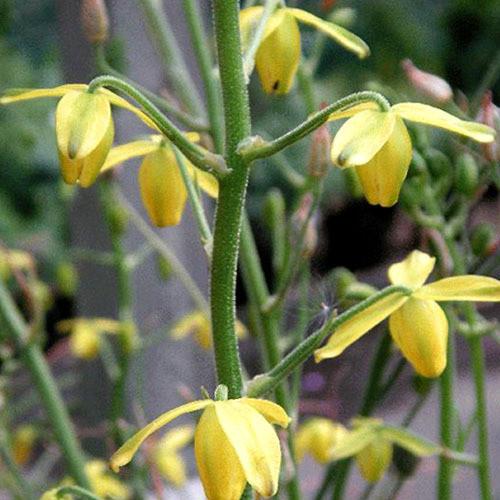 ALBUCA SHAWII 10 zaden