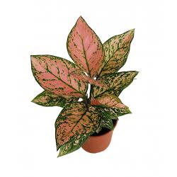 Aglaonema - planten - kamerplanten