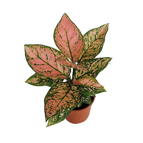 Aglaonema - planten - kamerplanten