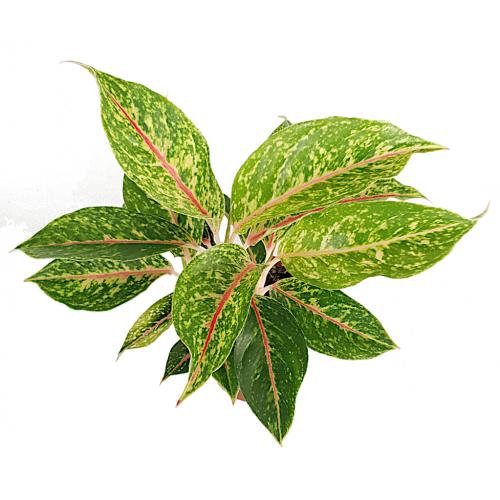 Aglaonema - planten - kamerplanten