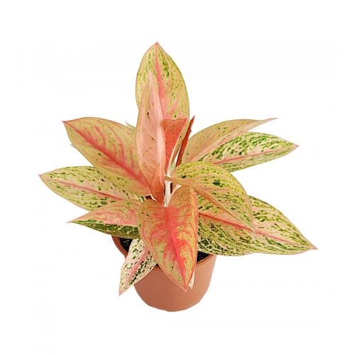 Aglaonema - planten - kamerplanten