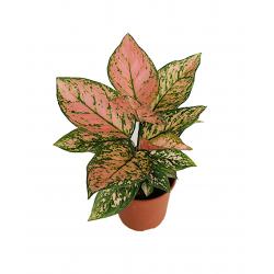 Aglaonema - planten - kamerplanten