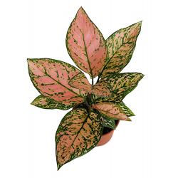 Aglaonema - planten - kamerplanten