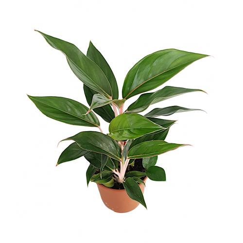 Aglaonema - planten - kamerplanten