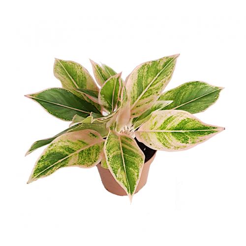 Aglaonema Pink Aurora - planten - kamerplanten