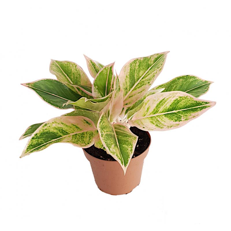 Aglaonema Pink Aurora - planten - kamerplanten