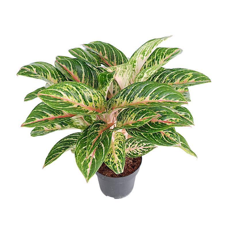 Aglaonema - planten - kamerplanten