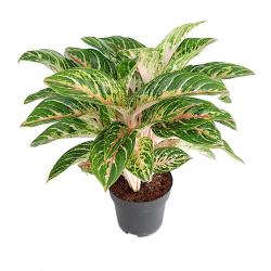 Aglaonema - planten - kamerplanten