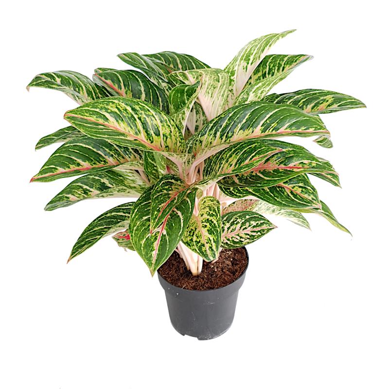 Aglaonema - planten - kamerplanten