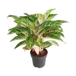 Aglaonema - planten - kamerplanten