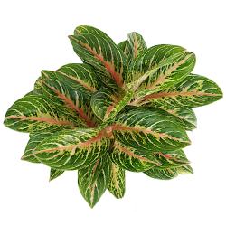 Aglaonema - planten - kamerplanten