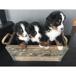 Berner Sennen Pups