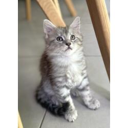 Maine coon kitten 650€