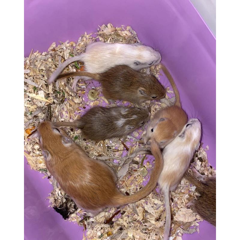 Gerbils