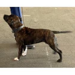 Engelse Staffordshire bullterrier