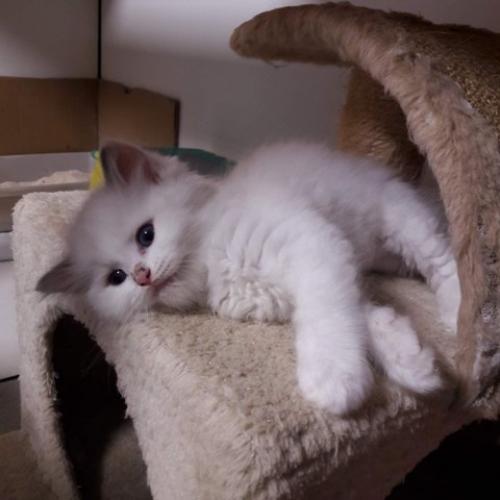 Ragdoll kitten