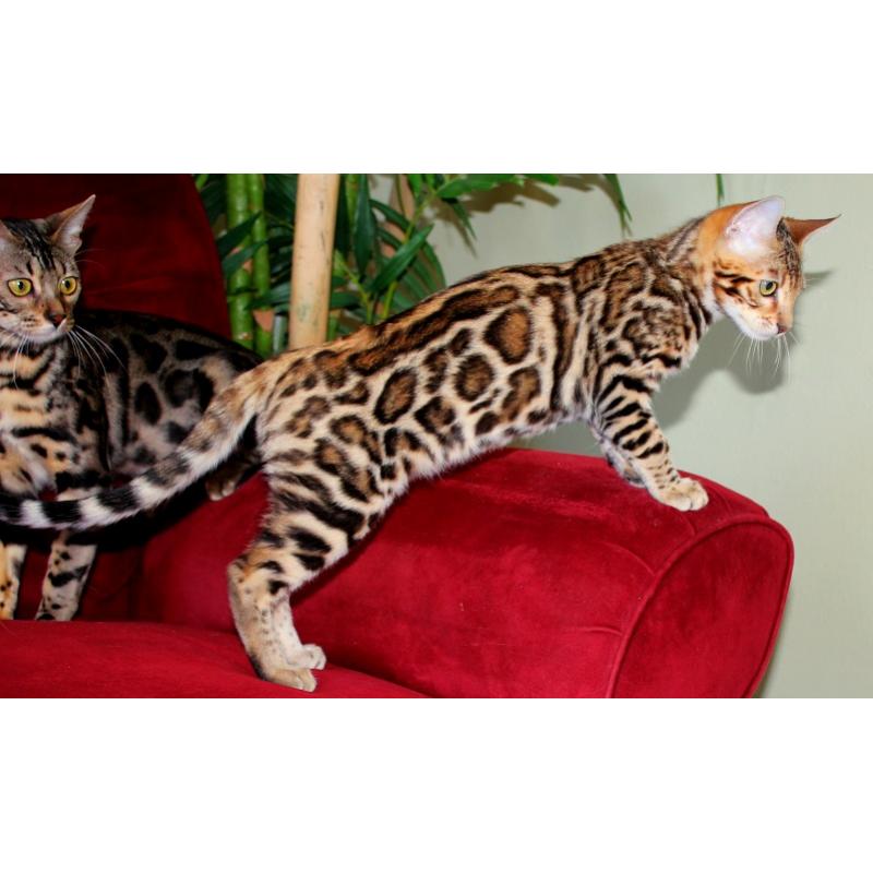 Registered Bengal cat for adoption