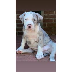 American bullie pups xl hulk bloedlijn