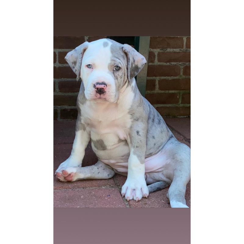 American bullie pups xl hulk bloedlijn