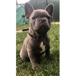 Schatige blauwe Franse bulldog met stamboom