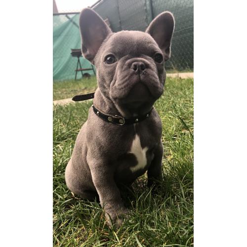 Schatige blauwe Franse bulldog met stamboom