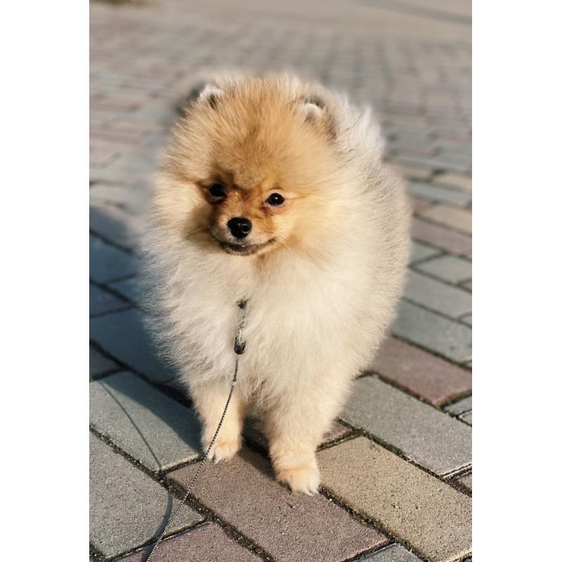 Pomeranian pomeriaan dwergkees reutjes puppy