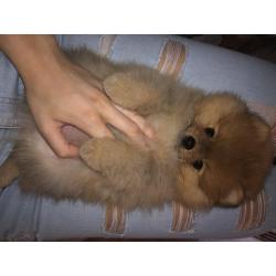 Pomeranian pomeriaan dwergkees reutjes puppy